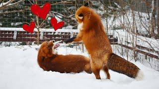 Alf the Fox and Foxie on Valentine's Day