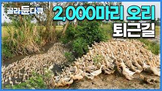 저희도 이제 퇴근합니다~ 줄지어 귀가하는 2,000마리 오리|농사 돕고 알도 낳고 일석이조 오리 농법|베트남 최대 곡창지대 메콩델타의 벼농사 비법|세계테마기행|#골라듄다큐