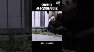 엄마가 푸바오 세수시키는 방법ㅋㅋㅋ.gif│#힐링푸데이