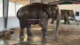 Tirumala Lord Sri Venkateswara Swamy Temple Elephant At Goshala