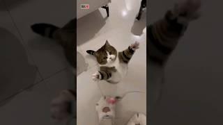 Funny animal compilation cute animal shorts #cats #pets #shorts #memes #lucu #ngakak