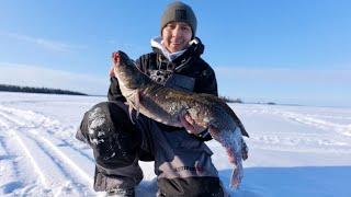 One BIG burbot! (Fishing multiple locations)