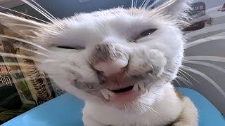 FUNNY CATS MEMES COMPILATION V10