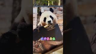 5.25夜伴長公主，願福公主每一個夜晚都不孤單，每一個白昼都是幸福#大熊猫 #大熊猫福宝 #panda #푸바오 #福寶 #来这吸熊猫