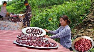 plum season | making plum syrup and sun-dried plums | live with nature