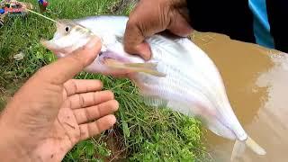 IKAN PURBAKALA LAIN TEMBIRING MUARA SUNGAI