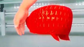 Most Beautiful Super Red Arowana | Rare Arowana In The World