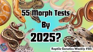 Can We Make 11 More Morph Tests By 2025? - Reptile Genetics Weekly Ep 85