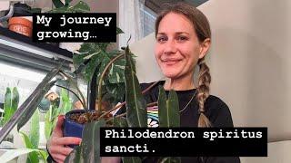 Philodendron Spiritus Sancti. My personal experience. Nearly 1 year of GROWTH.