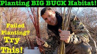 Plant the Best BUCK Habitat! Dogwood & Willow Cuttings | #1 Spring Planting On A Hunting Property!