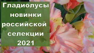 Гладиолусы. Новинки российской селекции 2021 год.