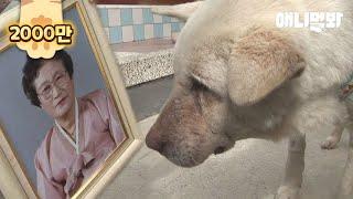 할머니 장례식에서 눈물 흘리던 백구가 2년 동안 한 일..ㅣDog Cries Along The Street Where He Used To Walk With His Grandma