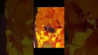 BEE ON FLOWER | #short | BEE ON FLOWER VIDEO | BEES | BEE ACTIVITY | HONEY BEE | BEE FLOWER HONEY