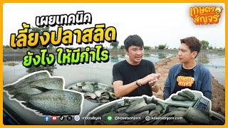 เผยเทคนิคเลี้ยงปลาสลิดอย่างไรให้มีกำไร | เกษตรสัญจร