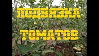Подвязка томатов