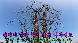 제 1031회 대물 황철상황버섯 채취하러 가서 당귀와 들메나무 골짜기에 당귀와 들메나무 두릅에 푹 빠져서 하루를 보냈습니다