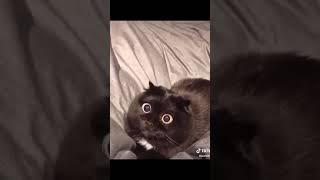 뭐에 이렇게 놀랐을까?  #shorts  #funny  #cat