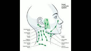 Lymph nodes in neck #lymphnodes #neck