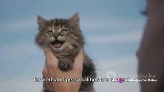 Tiny Whiskers, Big Changes: Witnessing the Miracle of Kitten Growth
