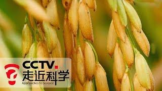 《走近科学》 绿色超级稻 20190923 | CCTV走近科学官方频道