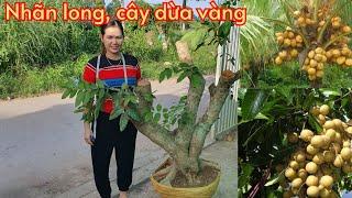 Cây nhãn long-khế chua- dừa vàng- chào bán 10/6Kim chi 0788.753.876