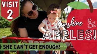 KUIPER'S APPLE ORCHARD, MAPLE PARK IL - Apple Cider Donuts & Apple Picking