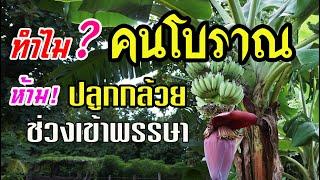 ไขข้อสงสัย! ทำไม? คนโบราณห้ามปลูกกล้วยช่วงเข้าพรรษา