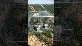 The most unique pigeon cage