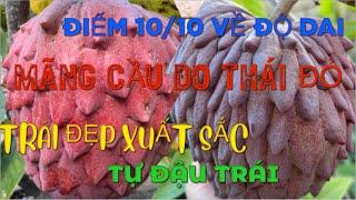 Vlog#06: Review mãng cầu Do Thái đỏ loại lá nhọn: Khách đến vườn ăn thử đều khen quá dai và ngon!