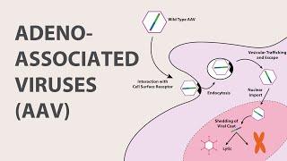 1) Adeno Associated Virus (AAV) - An Introduction