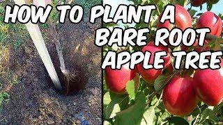 How To Plant A Bare Root Apple Tree