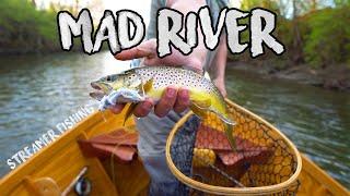 Epic Ohio Brown Trout Streamer Fishing! (Mad River)