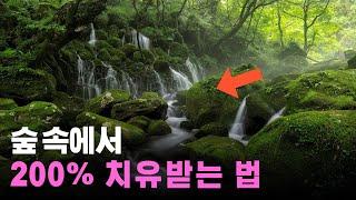 절대 잊으면 안되는 숲 힐링 방법! 지금 따라해 보세요! 숲해설가 숲이야기 김포스