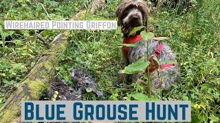 Blue Grouse hunting with Wirehaired Pointing Griffon