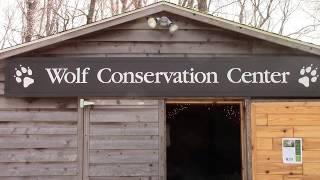 Wolf Conservation Center