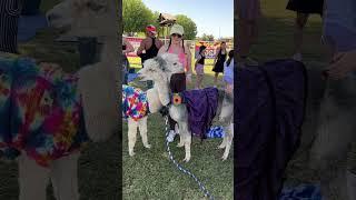 Hire the cutest alpacas in Arizona for your wedding! #goatyoga #wedding