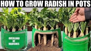 Growing White Radish From Seeds Till Harvest | IN 30 DAYS ONLY