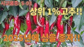 상위1%의 고추 종자 소개!! 내년에 이거 심습니다!! 고추농사 잘 짓는 법!!