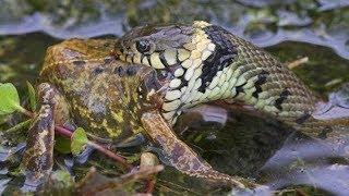 Cobra Attacks The Frog - Moments Of Wild Animal Fights