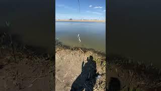 #Рыбалка#астрахань#вобла#fishing