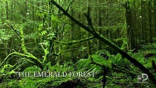 The Emerald Forest | Unearthed