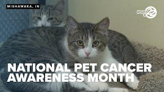 PET CANCER AWARENESS MONTH: Early detection is key for treating animals with cancer