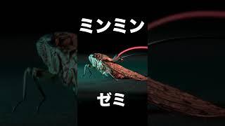 【 #メガロバニア 】#セミ で #弾いてみた