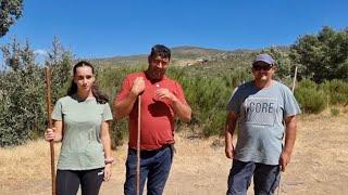 Autóctonos vamos a bajar a las añojas que hay que cargarlas en el camión.