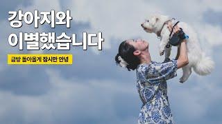 강아지 키우는 30대 부부가 세계여행을 준비하는 마지막 과정