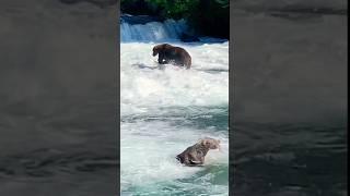 Bear catching salmon moment熊抓鱼瞬间