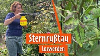 Sternrußtau loswerden | MDR Garten