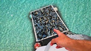 Goggle Eyes in my new bait pen {Catch N Cook}