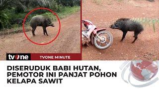 NGAKAK! Detik-detik Pengendara Motor Diseruduk Babi Hutan | tvOne Minute