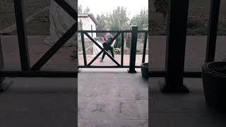 димон  покемон
